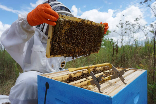 If you are interested in bee products, then you’re in for a treat! Bee bread vs bee pollen are among the most highlighted since they contain massive potential.